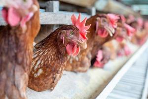 poules en cage à la ferme, poulet mangeant dans une cage en bois à la ferme. photo