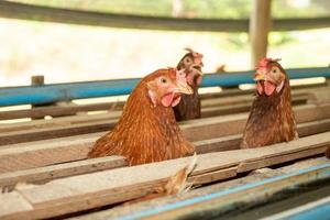 poules en cage à la ferme, poulet mangeant dans une cage en bois à la ferme. photo