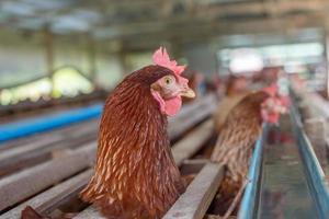 poules en cage à la ferme, poulet mangeant dans une cage en bois à la ferme. photo