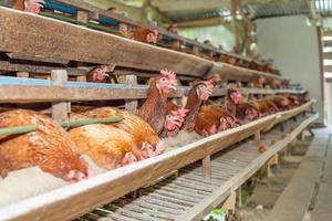 poules en cage à la ferme, poulet mangeant dans une cage en bois à la ferme. photo