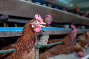 poules en cage à la ferme, poulet mangeant dans une cage en bois à la ferme. photo