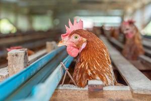 poules en cage à la ferme, poulet mangeant dans une cage en bois à la ferme. photo