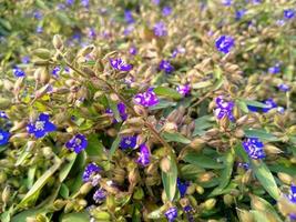 belle fleur, belle nature, fleur, beau jardin photo