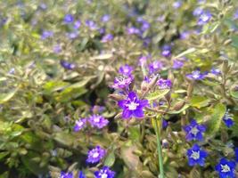 belle fleur, belle nature, fleur, beau jardin photo