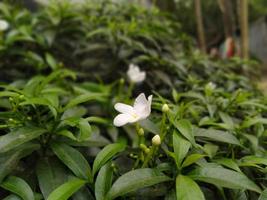 belle fleur, beau jardin, naturel photo