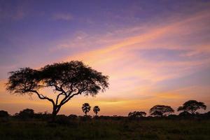 lever du soleil au parc national de murchison falls, ouganda photo