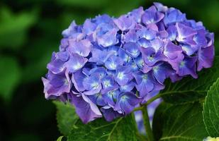 penny mac, hortensia macrophylla photo