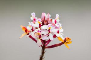 orchidées multicolores trouvées au sommet de la montagne avila photo