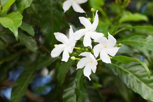 jasmin de crêpe gerdenia photo