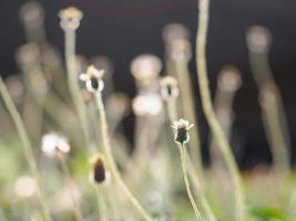 beaucoup de fleurs de bouton de manteau photo