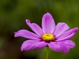 gros plan marguerite violette photo