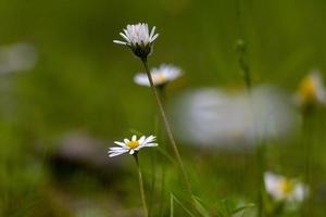 marguerites avec fond vert, gros plan photo