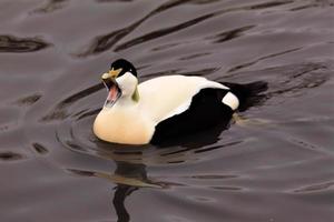 un gros plan d'un canard eider photo