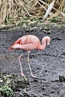 une vue d'un flamant rose photo