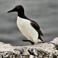 un gros plan d'un guillemot photo