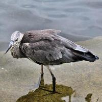 Un gros plan d'un héron cendré à Londres photo