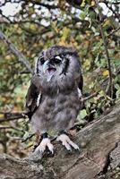 une vue d'un hibou grand duc photo