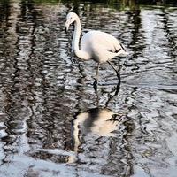 une vue d'un flamant rose dans l'eau photo