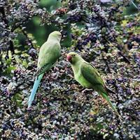 Un gros plan d'une perruche à collier vert photo