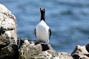 un gros plan d'un guillemot photo