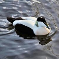 un gros plan d'un canard eider photo