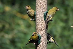 un verdier sur une mangeoire à oiseaux photo