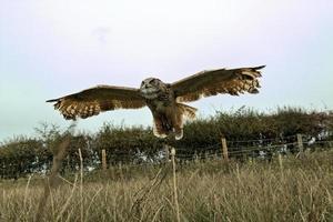 une vue d'un hibou grand duc photo