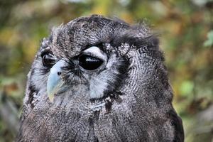 une vue d'un hibou grand duc photo