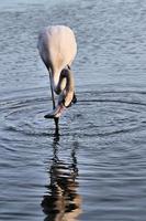 une vue d'un flamant rose photo