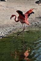 une vue d'un flamant rose photo