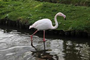 une vue d'un flamant rose dans l'eau photo