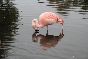 une vue d'un flamant rose dans l'eau photo