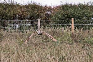 une vue d'un hibou grand duc photo