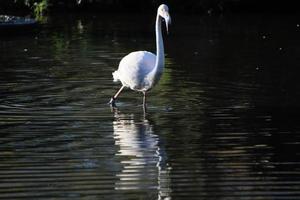 une vue d'un flamant rose dans l'eau photo