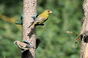 un verdier sur une mangeoire à oiseaux photo