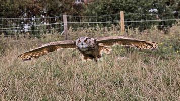 une vue d'un hibou grand duc photo