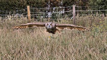 une vue d'un hibou grand duc photo