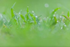 herbe verte fraîche avec des gouttes d'eau photo