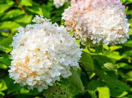 belle grande hortensia blanche en fleurs, fond floral photo