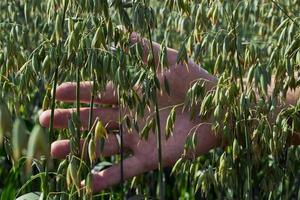 la main de l'homme touche les épis d'avoine, un champ vert par une journée ensoleillée, l'agriculture