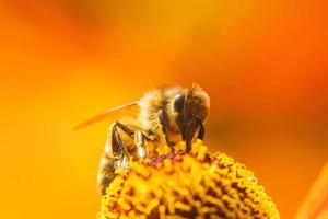 abeille recouverte de nectar de boisson au pollen jaune, fleur pollinisatrice. printemps floral naturel inspirant ou fond de jardin en fleurs d'été. vie des insectes, macro extrême gros plan mise au point sélective