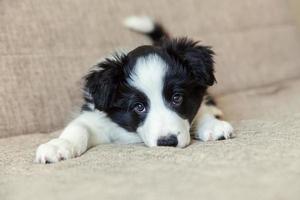 Funny portrait of cute smilling puppy dog border collie à la maison photo