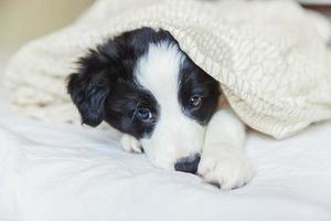 Funny portrait of cute smilling puppy dog border collie au lit à la maison photo