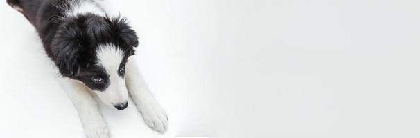 drôle de portrait en studio de mignon chiot souriant border collie isolé sur fond blanc. concept de soins pour animaux de compagnie et d'animaux. bannière photo