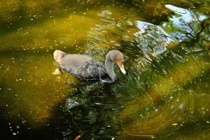 un jeune canard dont les plumes n'ont pas encore complètement poussé nage dans l'étang. photo