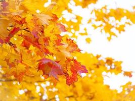 fond abstrait automne de feuilles jaunes et rouges vives