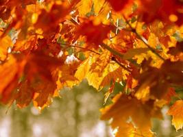 fond abstrait automne de feuilles jaunes et rouges vives
