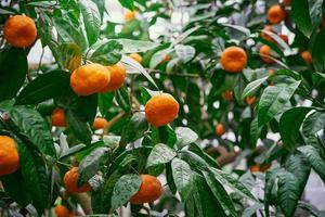 mandarine. mandarinier aux fruits mûrs. arbre fruitier orange. branche avec des agrumes mûrs frais photo