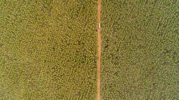 plantation d'arbres d'eucalyptus, vue d'en haut. forêt d'eucalyptus. photo