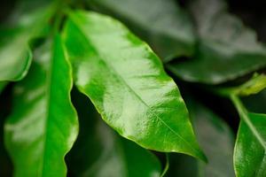 feuilles vertes.plante de café arabica isolée sur fond noir photo